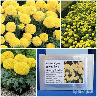 ผลิตภัณฑ์ใหม่ เมล็ดพันธุ์ 2022เมล็ดอวบอ้วน ดาวเรือง อินคาทู สีเหลือง Inca ll Yellow Marigold F1 Seed 10 เมล็ด ค /ขายด Y0