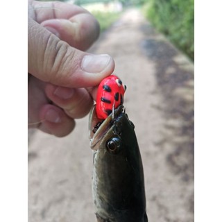 กบยางจิ๋วหนูซิ่ง ไม่อมก็ลงคอ  2.5cm ใบหลิวท้ายจิ๋ว ลดอาการปลาระเเวง