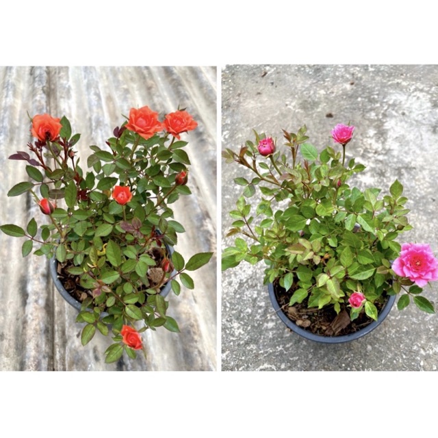 ต้นกุหลาบหนู ขนาดกระถาง5นิ้ว (ติดดอกเเล้วทุกต้น)