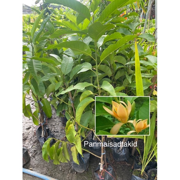 ต้นจำปีสีนวล ดอกหอมฟุ้ง กิ่งตอน 50 -60 เซน เสียหายเคลมฟรี