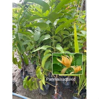 ต้นจำปีสีนวล ดอกหอมฟุ้ง กิ่งตอน 50 -60 เซน เสียหายเคลมฟรี