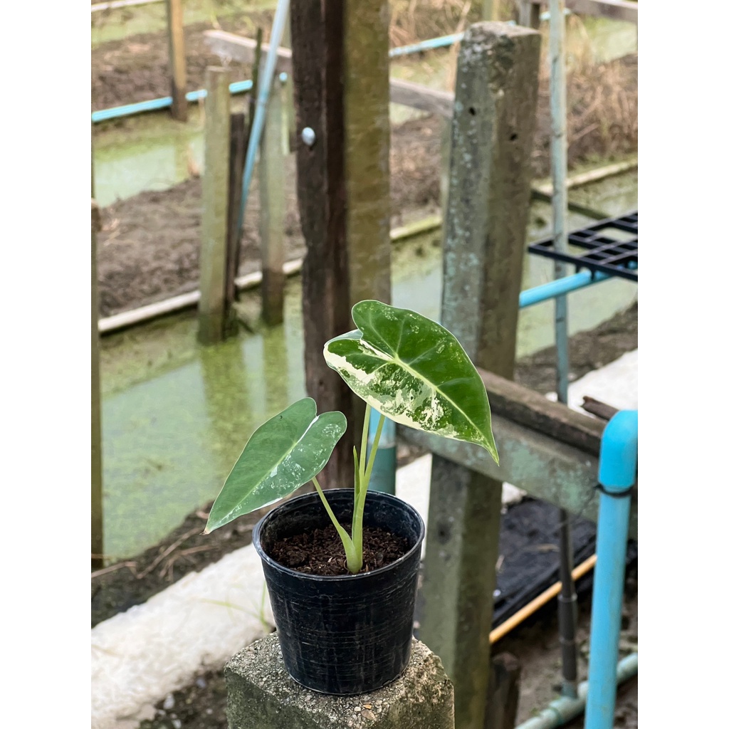 มุมมอง 2