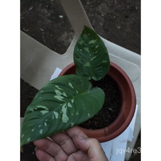 Alocasia Camouflage Plant (พื้นที่จัดส่งบนผิวน้ำ) เซล็ตต์/ดอกไม้/สวน/ดอกทานตะวัน/ดอกไม้/สัตว์ใหญ่/ข้าวโพด/ดอกทานตะวัน/กร