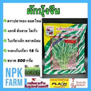 ผักบุ้งจีน ปลาทอง ขนาด 500 กรัม เมล็ดพันธุ์ ผักบุ้ง ลอตใหม่ งอกดี ต้นสวย โตเร็ว ใบเรียวเล็ก ไม่ล้มง่าย ทนโรค npkfarm