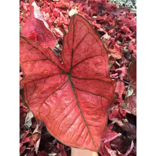 ต้น บอนสี caladium bubble หรือ บอนสีบับเบิ้ล 1️⃣ แถม1️⃣ ฟรี 💥เป็นบอนสีนำเข้าจากต่างประเทศ มีใบสีแดงสด ใบใหญ่