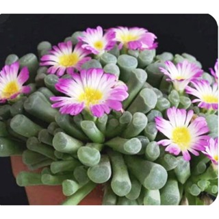 เมล็ด Frithia pulchra  เมล็ดแท้ 100% by แม่ปุ้ม