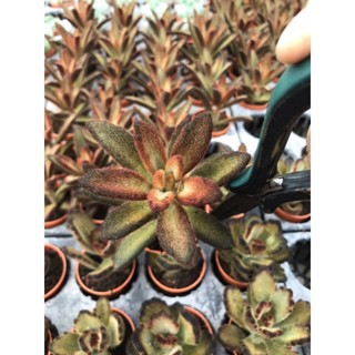 Kalenchoe tomentosa chocolate Soldier  red color