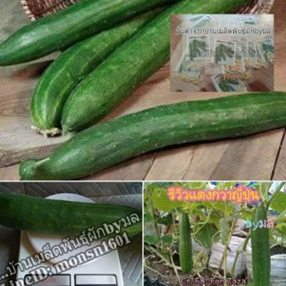 เมล็ดแตงกวาญี่ปุ่น(Japanese Cucumber)