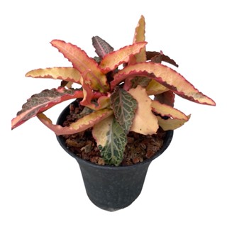 ยูโฟเบียฟรองซัวด่าง กระถาง 4 นิ้ว  Euphorbia francoisii Leandri pot 4”