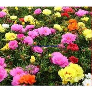 ผลิตภัณฑ์ใหม่ เมล็ดพันธุ์ 2022Hot 1 Pack 500 Seeds Sun Plant Flower Seed Portulaca Grandiflora Of8U คละ สวนครัว/ขายดี็ N