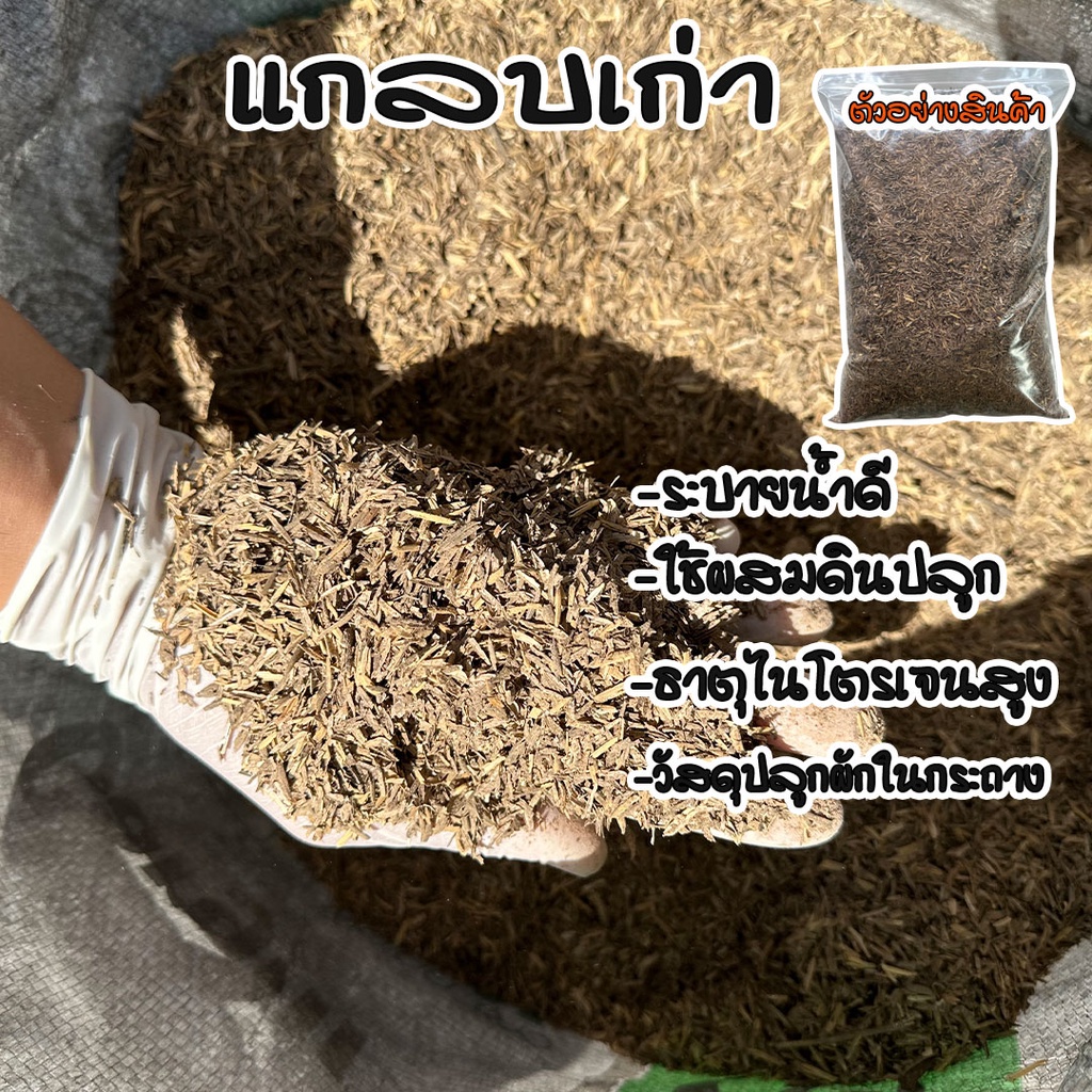 แกลบเก่า ใช้ผสมดิน วัสดุเพาะปลูก 300-700 กรัม หมักแล้ว ธาตุอาหารพืชไนโตรเจนสูง ทำให้ดินโปร่ง ระบายน้ำดี ราคาถูกที่สุด