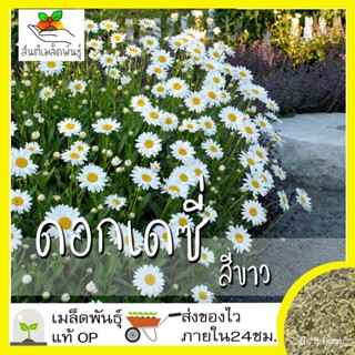 ผลิตภัณฑ์ใหม่ เมล็ดพันธุ์ 2022เมล็ดอวบอ้วน ดอกเดซี่ สีขาว 200 เมล็ด Silver Princess Shasta Daisy Seed เมล็ดอวบอ คล/เ QVY