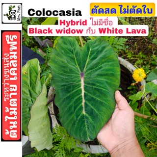 Colocasia Hybrid ไม่มีชื่อ Black widow กับ White Lava