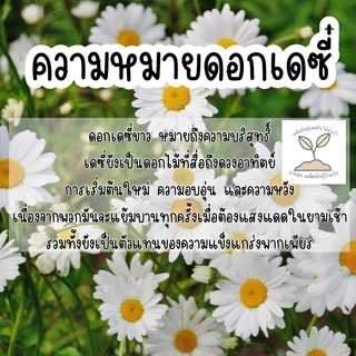 เมล็ดดอกเดซี่ขาว บรรจุ 250 เมล็ด