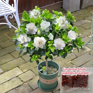 （คุณภาพสูง เมล็ด）เมล็ดพันธุ์ เม็ดพุด Gardenia Seeds Cape Jasmine Fragrant Flower Seeds 100 เมล็ด เมล/ง่าย ปลูก ส/ขายด P9