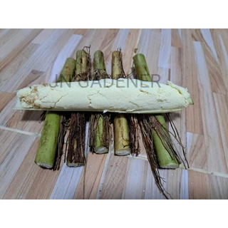 ท่อนพันธุ์อ้อยไข่(ตัดสด5ข้อ)ส่งทันที