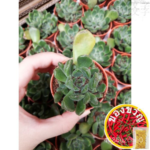 [New ARRIVAL readystock] MINI succulent Office Table Plant real Live Plant engine/ร้อน /โช้คอัพ E2D7