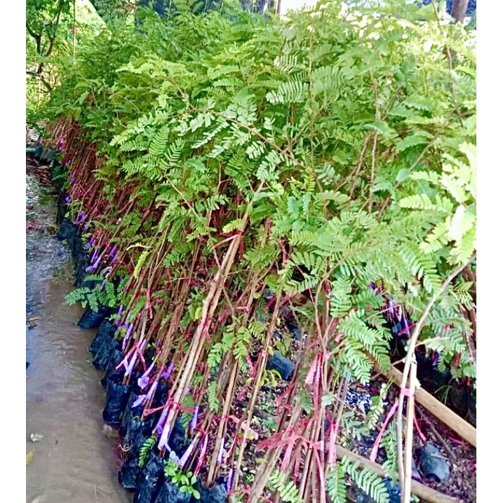 กิ่งพันธุ์มะขามเปรี้ยวยักษ์(ฝักดาบ) (ชุด15ต้น)-เป็นกิ่งทาบ -สูง100 ซมขึ้นไป