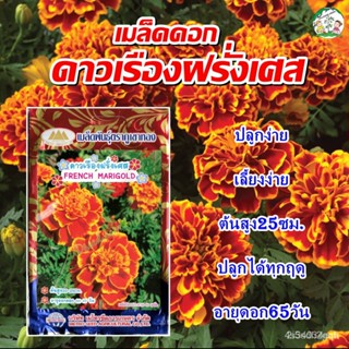 ผลิตภัณฑ์ใหม่ เมล็ดพันธุ์ สปอตสินค้า❤เมล็ดดอกดาวเรืองฝรั่งเศส ปริมาณ40เมล็ด เมล็ดดอกดาวเรือง เมล็ดอวบอ้วนดอกดาวเรื/เ MYV