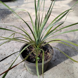 Dasylirion glaucophyllum 🔥ต้นไม้ทะเลทรายหายาก🔥ใบสีเขียวอมฟ้าๆน่าสะสม