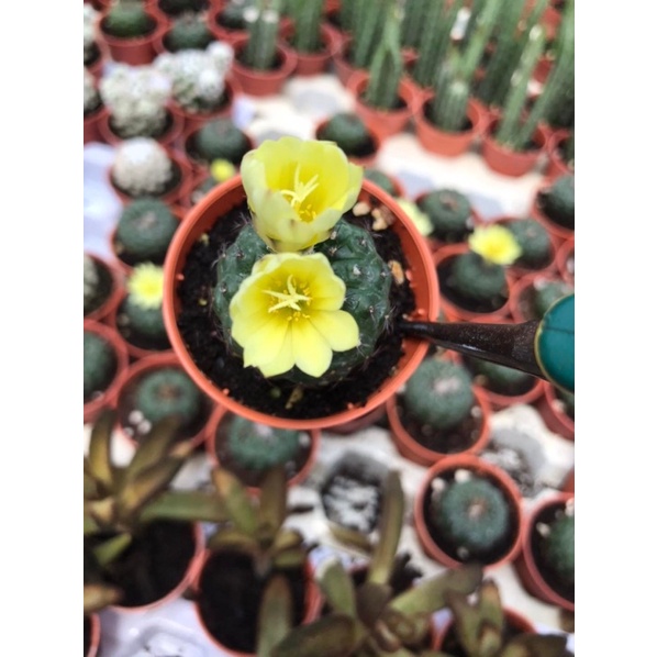 Cactus เฟเรียสีดำ ดอกสีเหลือง