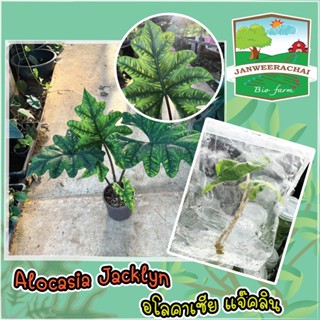 🔥Alocasia jacklyn🔥อโลคาเซียแจ็คลิน☘️ไม้เนื้อเยื่อพร้อมปลูก❤️