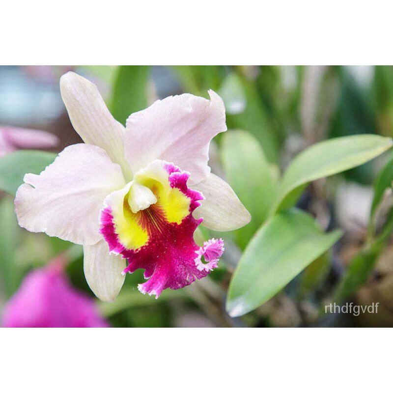 ผลิตภัณฑ์ใหม่ เมล็ดพันธุ์ 202230 เมล็ดอวบอ้วน เมล็ดกล้วยไม้ แคทลียา (Cattleya Orchids) Orchid flower seeds อัตร /ดอก E5J