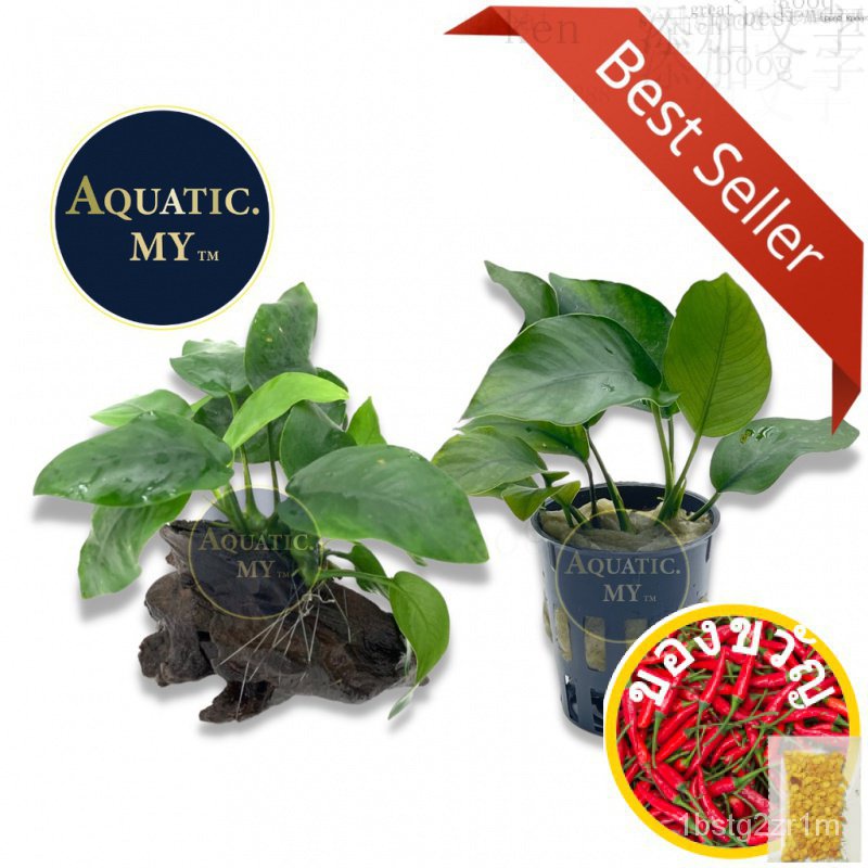 Aquarium Live Aqua Plants-anubias barteri var. P722