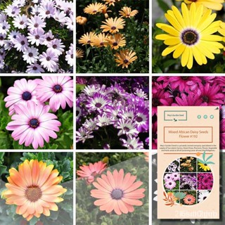 ผลิตภัณฑ์ใหม่ เมล็ดพันธุ์ จุดประเทศไทย ❤Mixed African Daisy Seeds, Osteospermum Seeds, Flower Seeds#192เมล็ดอวบ คล/เ VTP