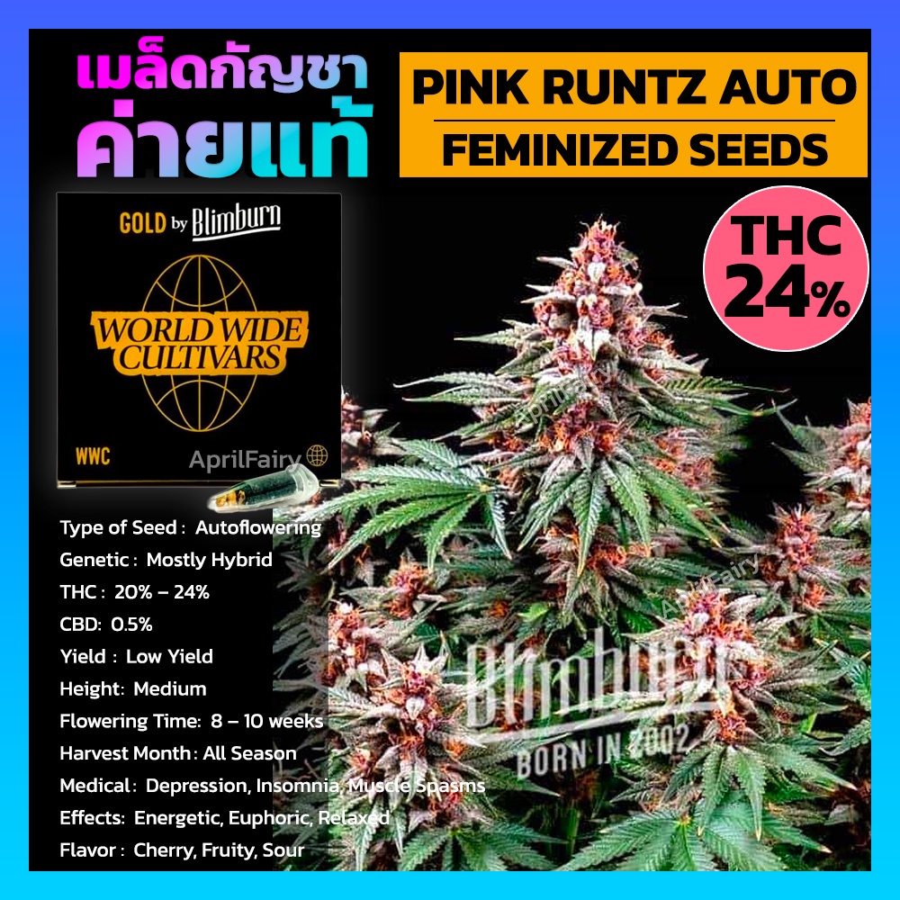 เมล็ดพันธุ์กัญชา Pink Runtz Auto ออโต้ เพศเมีย เมล็ดกัญชานอก THC สูง เมล็ดค่าย Blimburnseeds รับประก