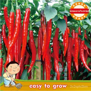 （คุณภาพสูง เมล็ด）100เมล็ด Long Chilli Seeds เมล็ดผักต่างๆ เมล็ดผัก เม็ดผักสวนครัว Seeds veget/ง่าย ปลูก สวนครัว /ขายดี T