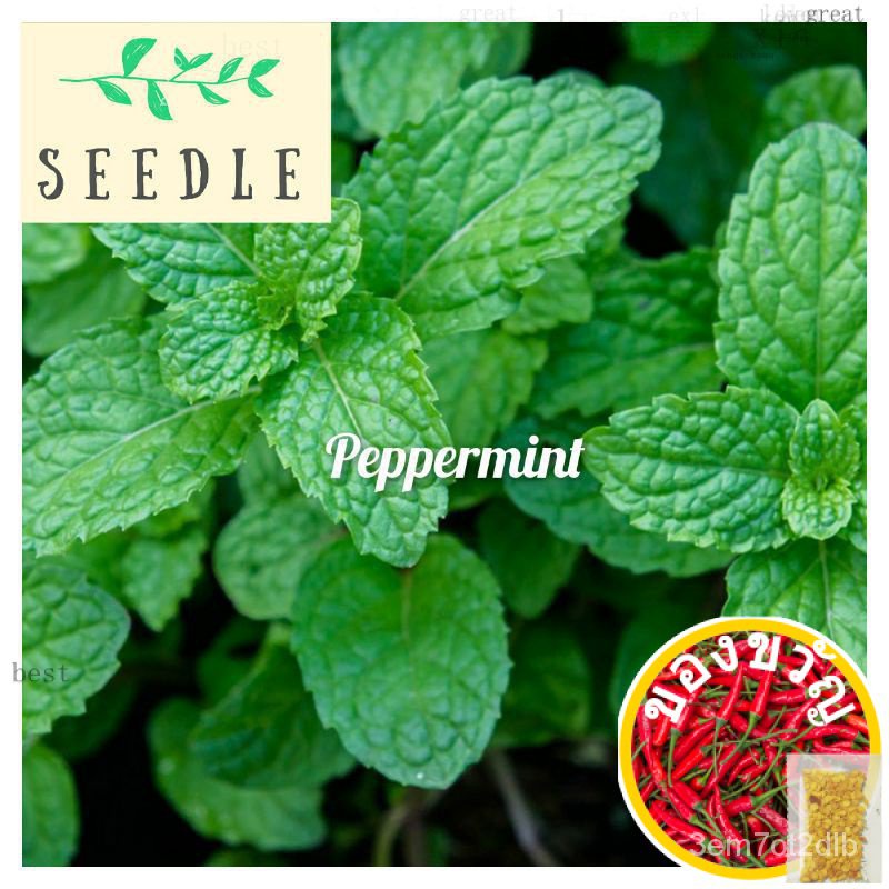 เมล็ดมิ้นท์ AWE4,,,,