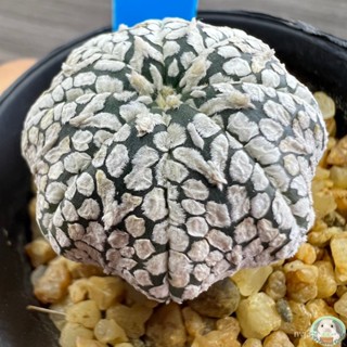 (B12) ต้น แอสโตร หน้า V   ไม้เมล็ด - (Astrophytum asterias cv. SUPER KABUTO/ง่าย ปลูก สวนครัว เมล็ด/ขายดี KRJW