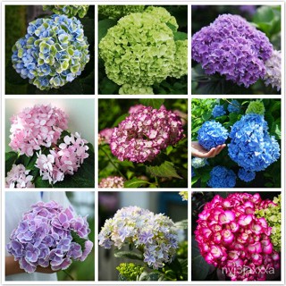 （คุณภาพสูง เมล็ด）เมล็ดพันธุ์ เมล็ดไฮเดรนเยีย บอนสี Hydrangea Seeds flower seeds 50 เมล็ด เมล็/ง่าย ปลูก สวนครัว /ดอก OH9