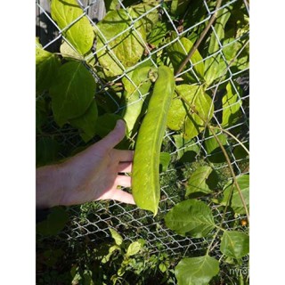 （คุณภาพสูง เมล็ด）เมล็ด ถั่วพร้า ( Sword Bean Canavalia) บรรจุ 8-10 เมล็ด/ง่าย ปลูก สวนครัว เมล็ด/อินทรีย์ VUUN