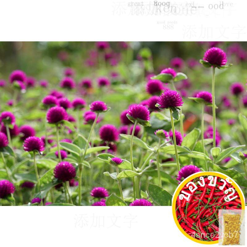 Gomphrena Fruit/Flower seeds gomphrena บ้านและสวน/ เซลต์/ สวน/ ชุด/กางเกง/รองเท้า/แม่และเด็ก/อัญมณี/