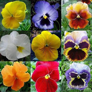 ผลิตภัณฑ์ใหม่ เมล็ดพันธุ์ จุดประเทศไทย ❤เมล็ดพันธุ์50 seeds/pack Bonsai Viola tricolor seeds pansy flower seedsเ/ขายด E2