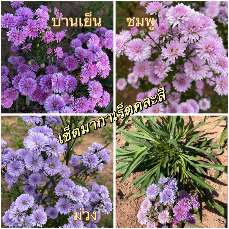 ต้นพันธุ์มากาเร็ตคละสีชุดละ30ต้น