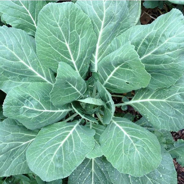 ปูเล่กินใบ พันธุ์ใบดก📌ถูกที่สุด10บ.📌เมล็ดพันธุ์ปูเล่กินใบ5-30เมล็ด🌱ปลูกครั้งเดียวอยู่ได้10 ปี🍀ตัดใบได้ตลอด🌱ใบทานอร่อย