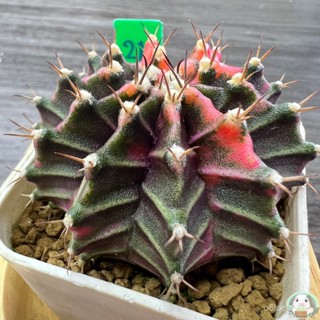 (G21) ต้นยิมโนด่าง คัดพิเศษ ไม้เมล็ด - (gymnocalycium) - แคคตัส/ง่าย ปลูก สวนครัว เมล็ด/อินทรีย์ HHV4