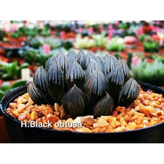 Haworthia Black obtusa A115