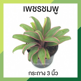 เพชรชมพู กระถาง 3 นิ้ว ต้นเพชรชมพู Exotic ต้นไม้มงคลจิ๋ว อโกลนีมา เลี้ยงง่าย ปลูกประดับบ้าน คอนโด