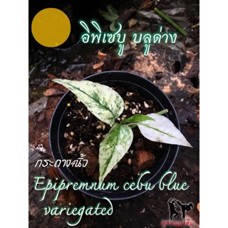 EpipremnumCebu Blue variegated อิพิเซบู บลู ด่าง