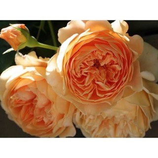 ผลิตภัณฑ์ใหม่ เมล็ดพันธุ์ 2022เมล็ดอวบอ้วน กุหลาบ อับบราฮัม ดาร์บี้ (Abraham Darby Rose) บรรจุ 10 เมล็ดเมล็ดอวบ คล/เมล็ด