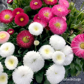 （คุณภาพสูง เมล็ด）Bellis  ed  5  Seeds Binhi Pantanim Outdoor Garden Pot Planted WCZZ/ง่าย ปลูก สวนครัว เมล็ด/ผักสลัด OEG