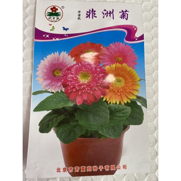 เมล็ดพันธุ์ ดอกเยอร์บีร่า คละสี (Gerbera Mix) คละสี บรรจุ 10 เมล็ด