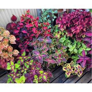 （คุณภาพสูง เมล็ด）เมล็ดบอนสี หญ้าห้าสี Mixed Colors Coleus Seeds Perilla Blumei Flower Seeds 1/ง่าย ปลูก สวนครัว /คละ ZLH