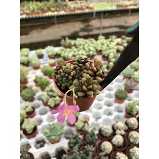 Sedum mini Black Fora