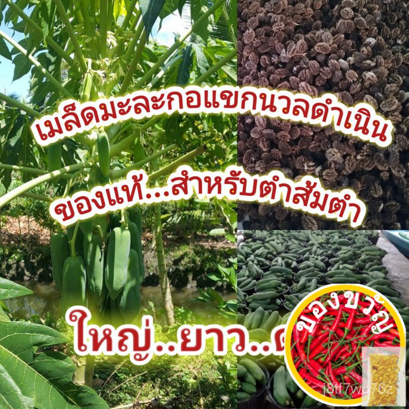 เมล็ดพันธุ์มะละกอ 150  เมล็ด (3 g) เมล็ดพันธุ์มะละกอ แขกนวลดำเนิน ต้นเตี้ย ลูกดก พันธุ์มะละกอดำเนิน 