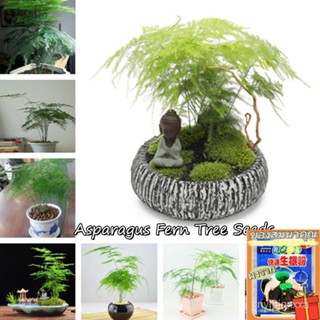 （คุณภาพสูง เมล็ด）ปลูกง่าย ปลูกได้ทั่วไทย เมล็ดพันธุ์ Asparagus Fern Tree Seeds 50pcs ต้นไม้ ต้นไม้จร/ง่าย ปลูก ส/คละ DGK